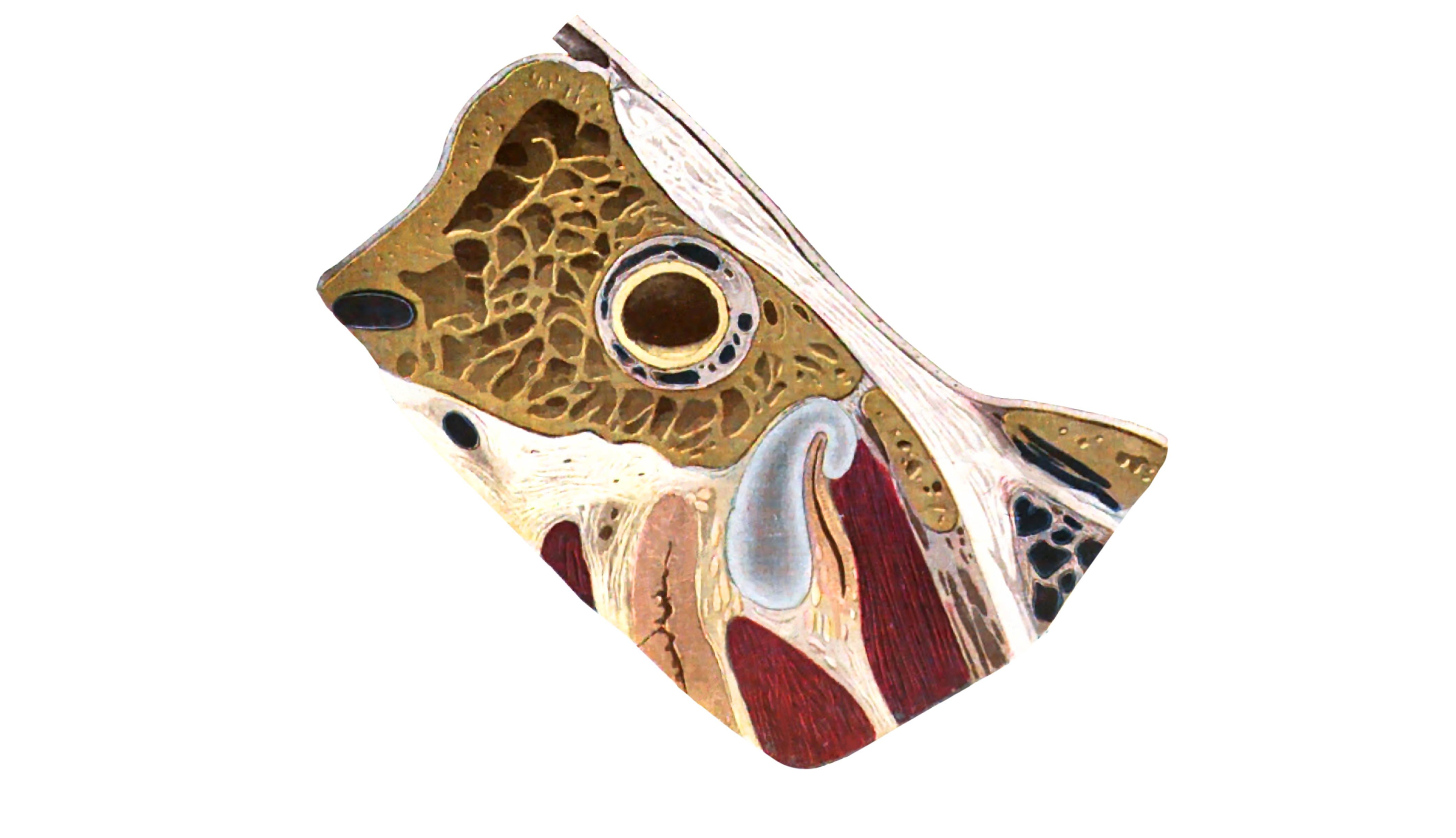 Sobotta 1909 fig.811 Cartilaginous portion of the left tuba auditiva